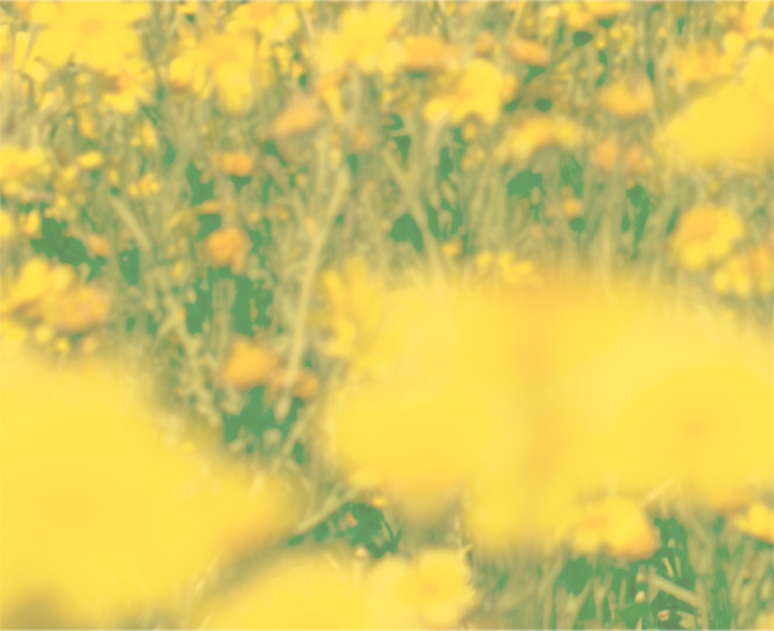 花画像